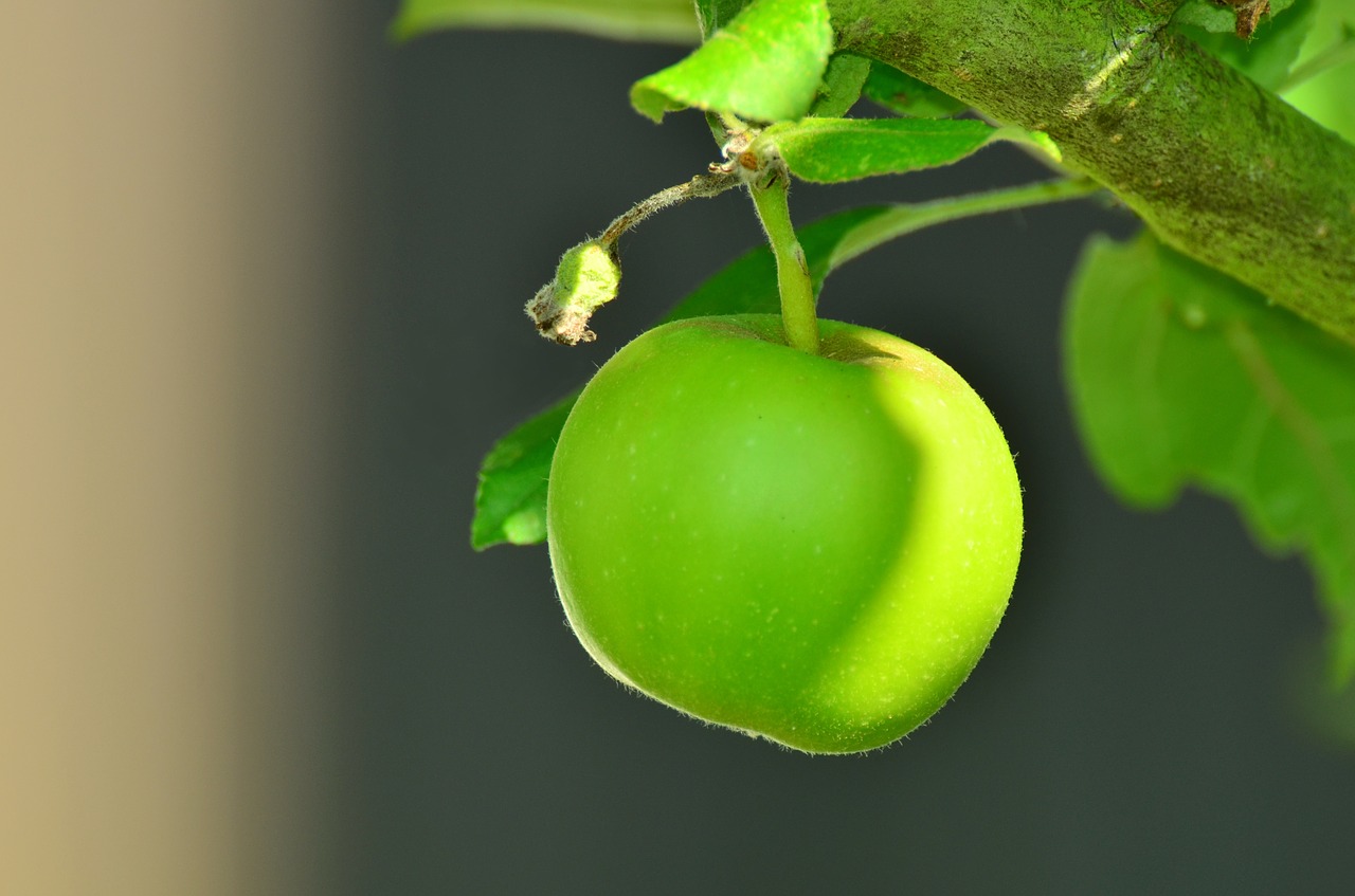 Image - apple green apple tree apple tree