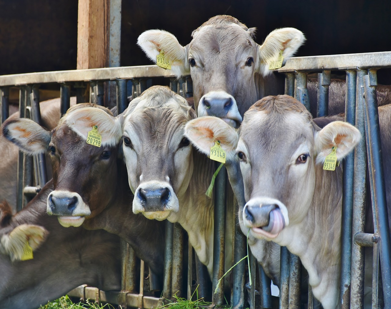 Image - cows dairy cows milk food eat