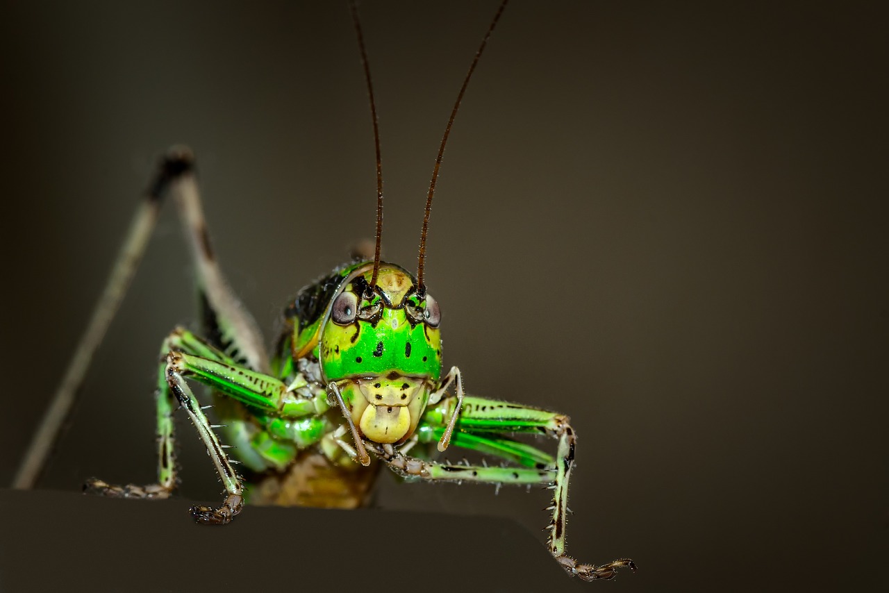 Image - grasshopper ornithopter insect