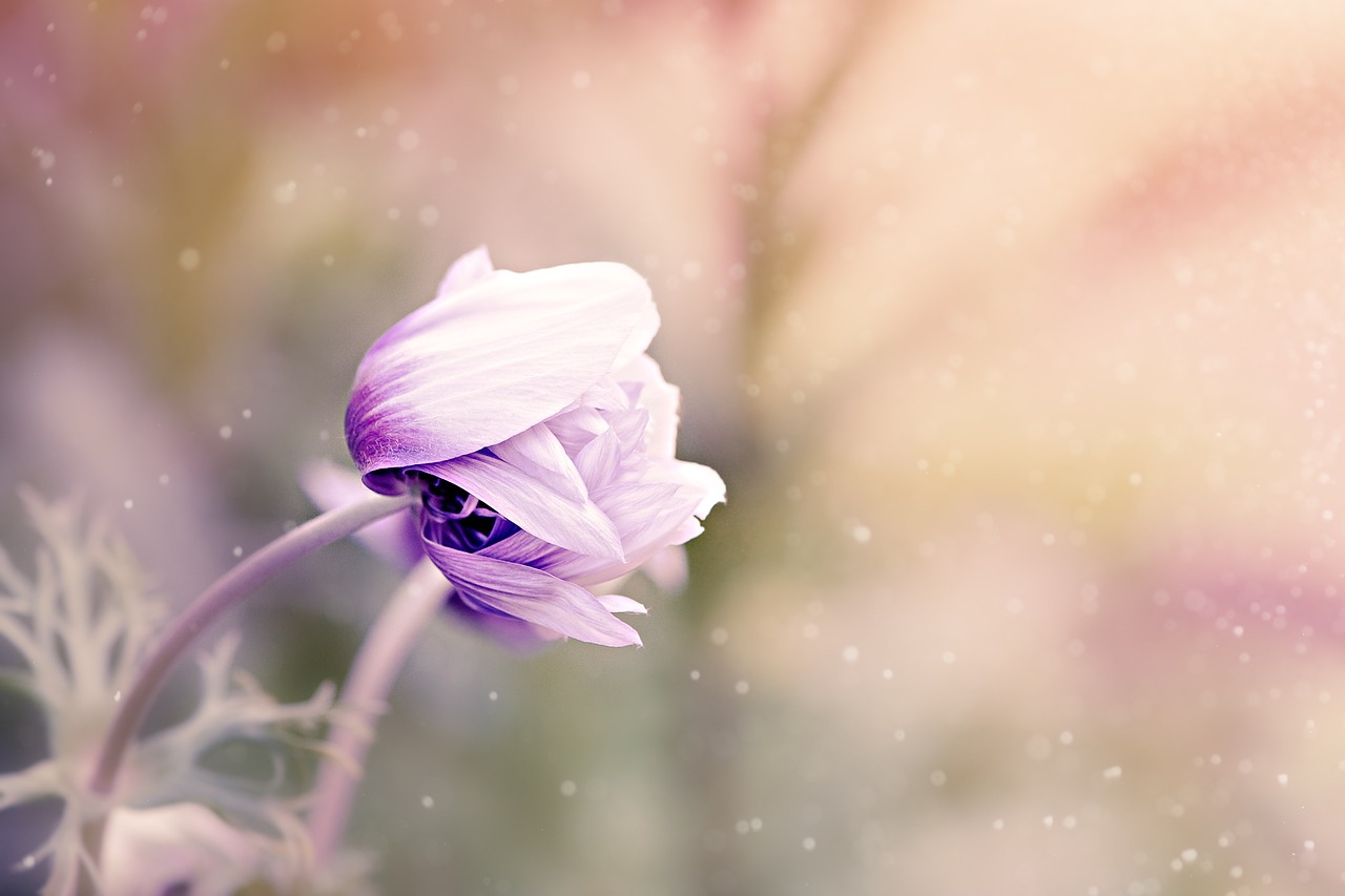 Image - anemone flower violet white blossom