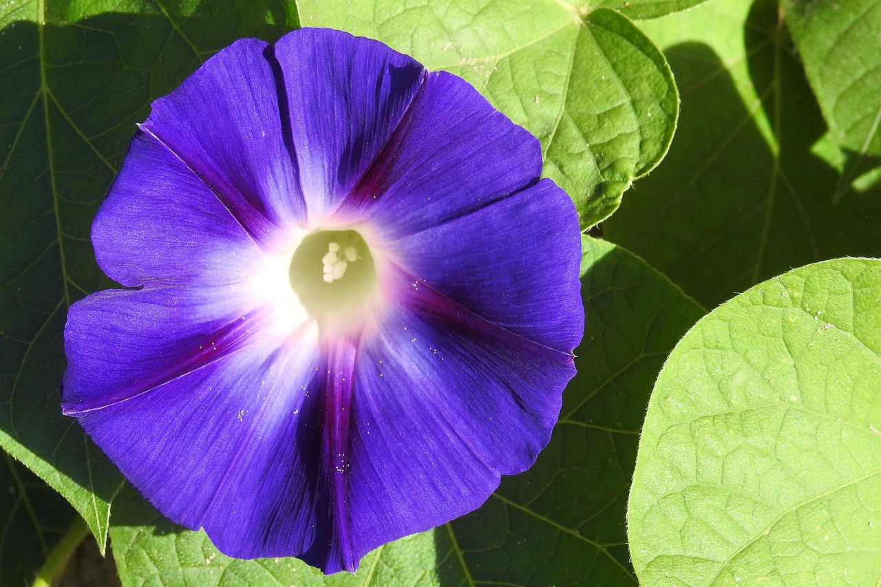 Image - morning glory winds blue