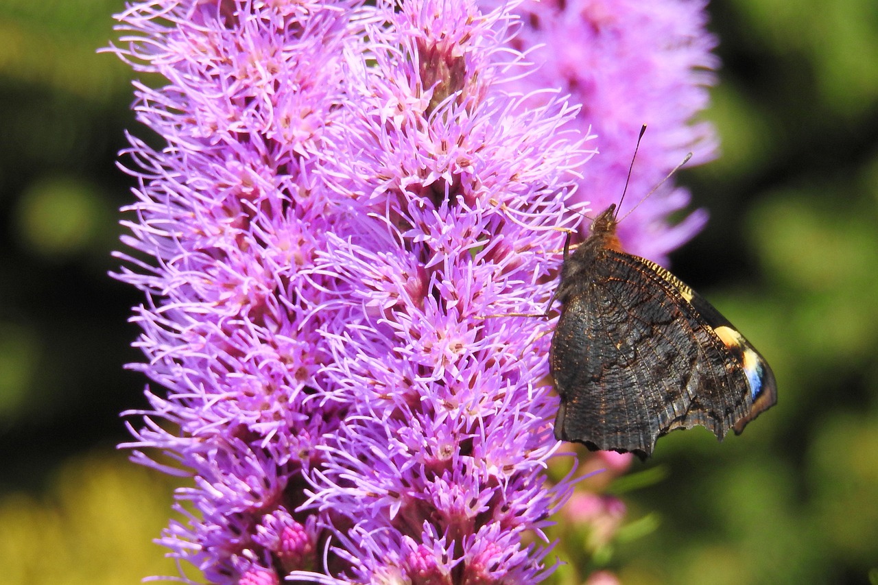 Image - liatris blossom bloom liatris bloom