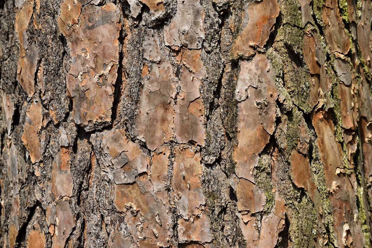 Image - tree bark nature pine environment