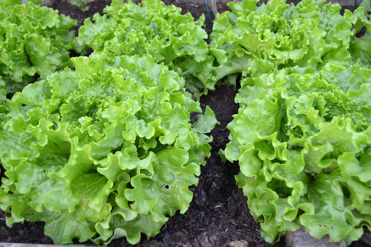 Image - green salad lettuce batavia