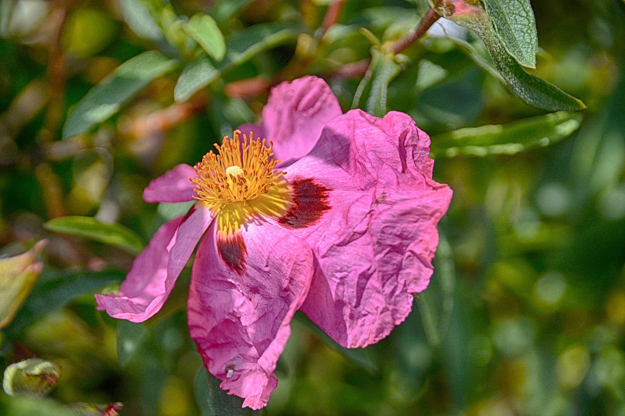 Image - eglantine flower thorns botany