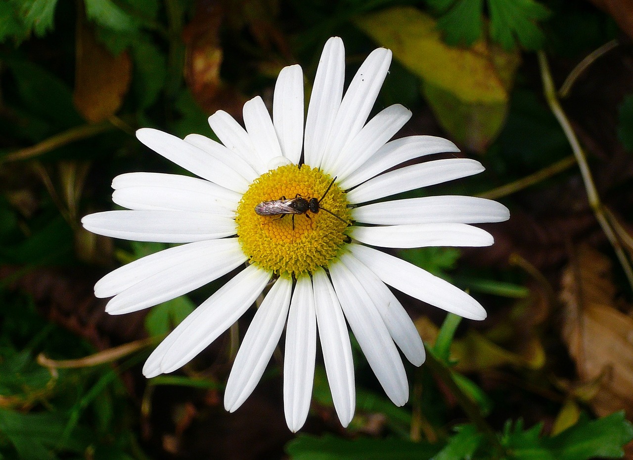 Image - magarite flower bugs nature flora