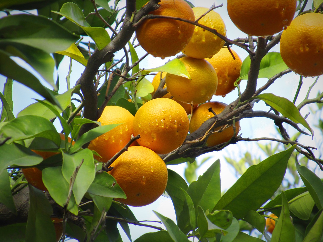 Image - orange naranjo nature leaves fruit