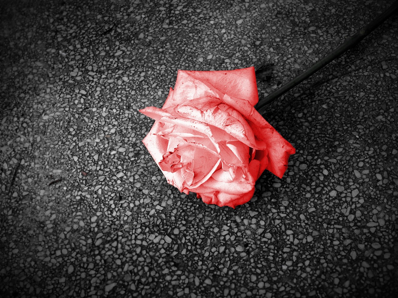 Image - flower rosa red passion red rose