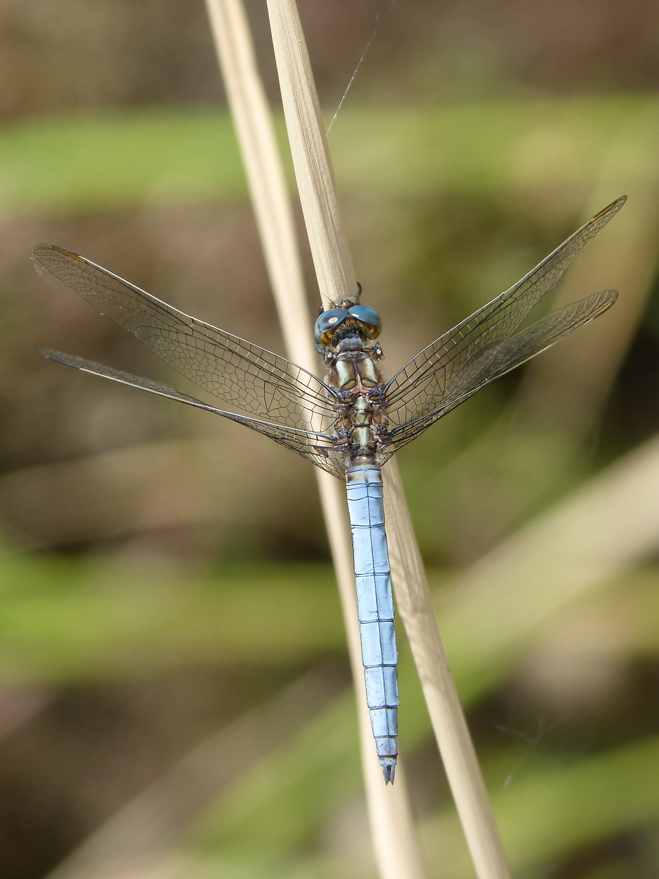 Image - dragonfly blue dragonfly leaf
