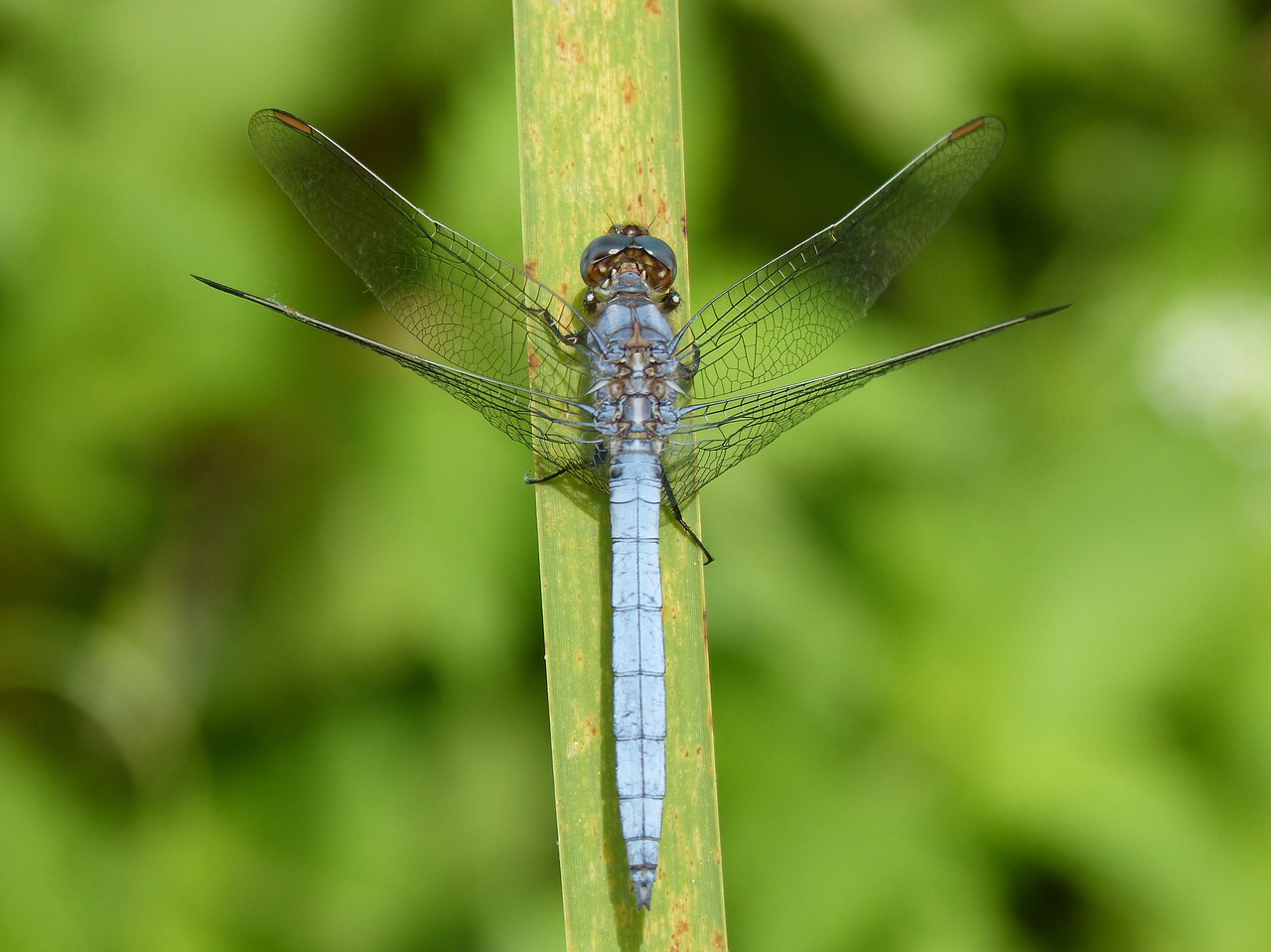 Image - dragonfly blue dragonfly leaf