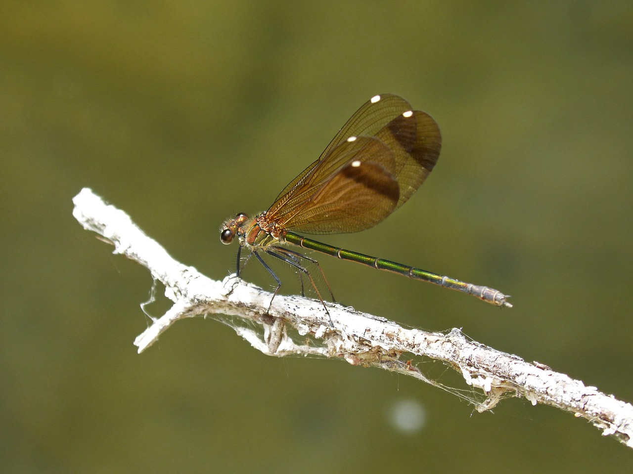 Image - dragonfly black dragonfly