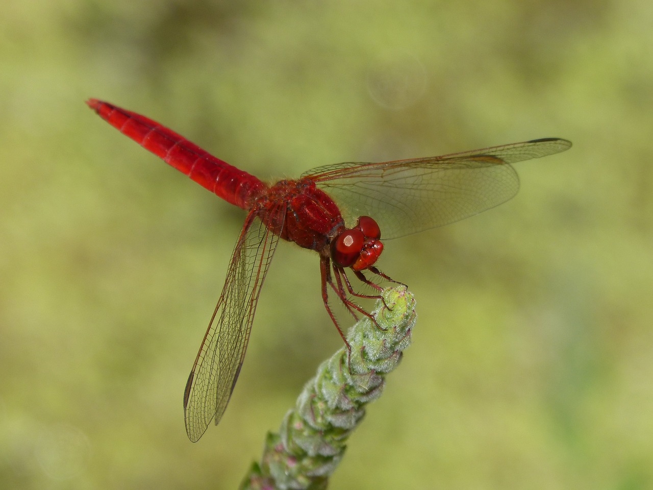 Image - red dragonfly wetland stem