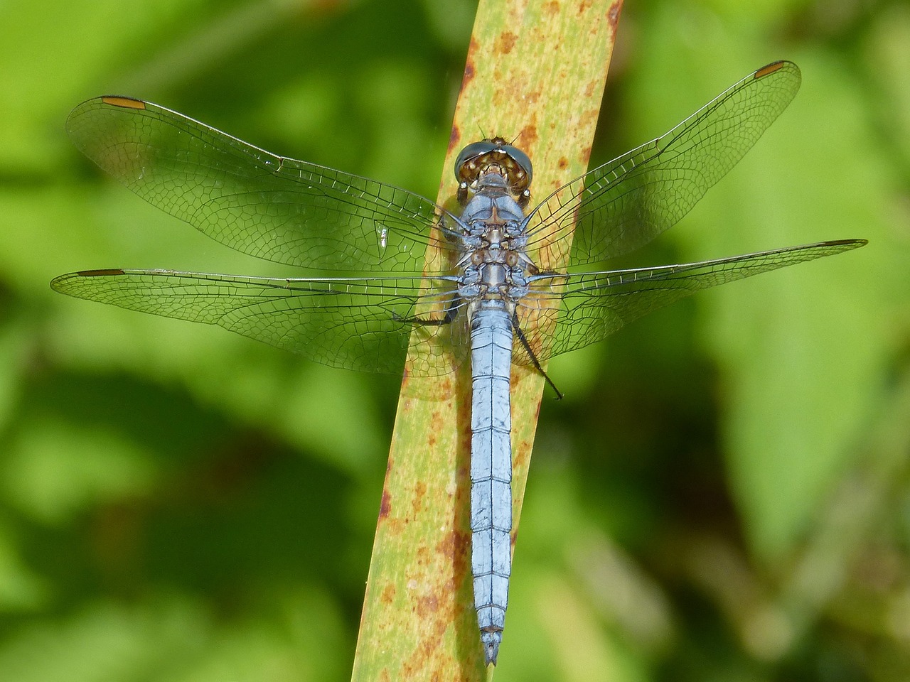 Image - dragonfly blue dragonfly leaf