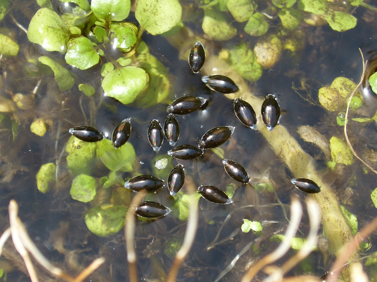 Image - gyrinus natator clerk water