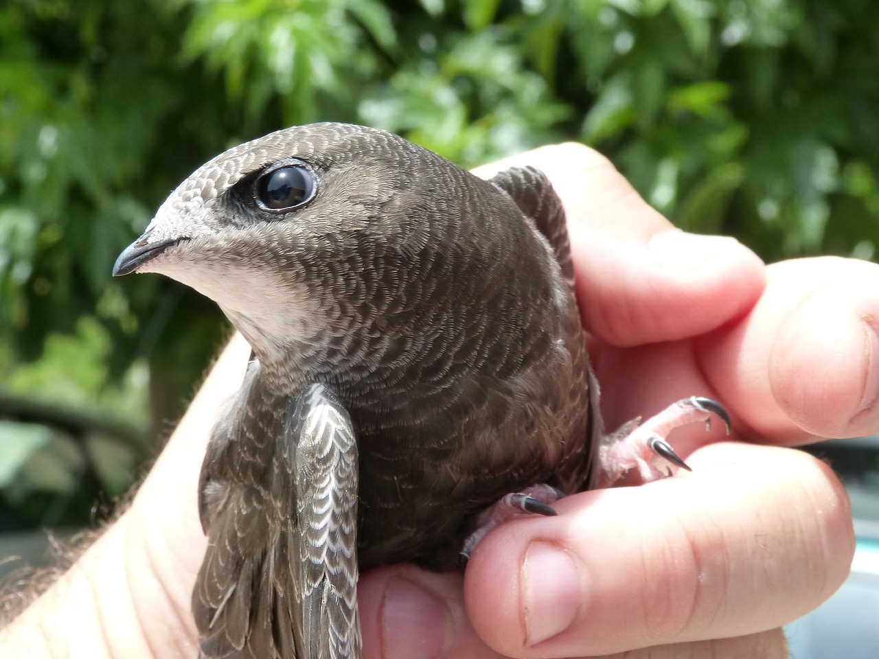 Image - apus apus swift falciot falzilla