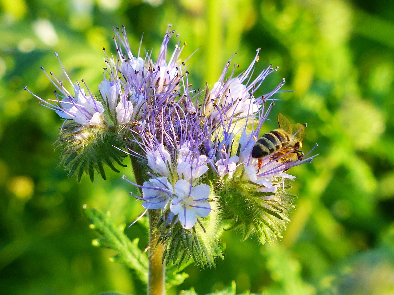 Image - phacelia bees blossom bloom