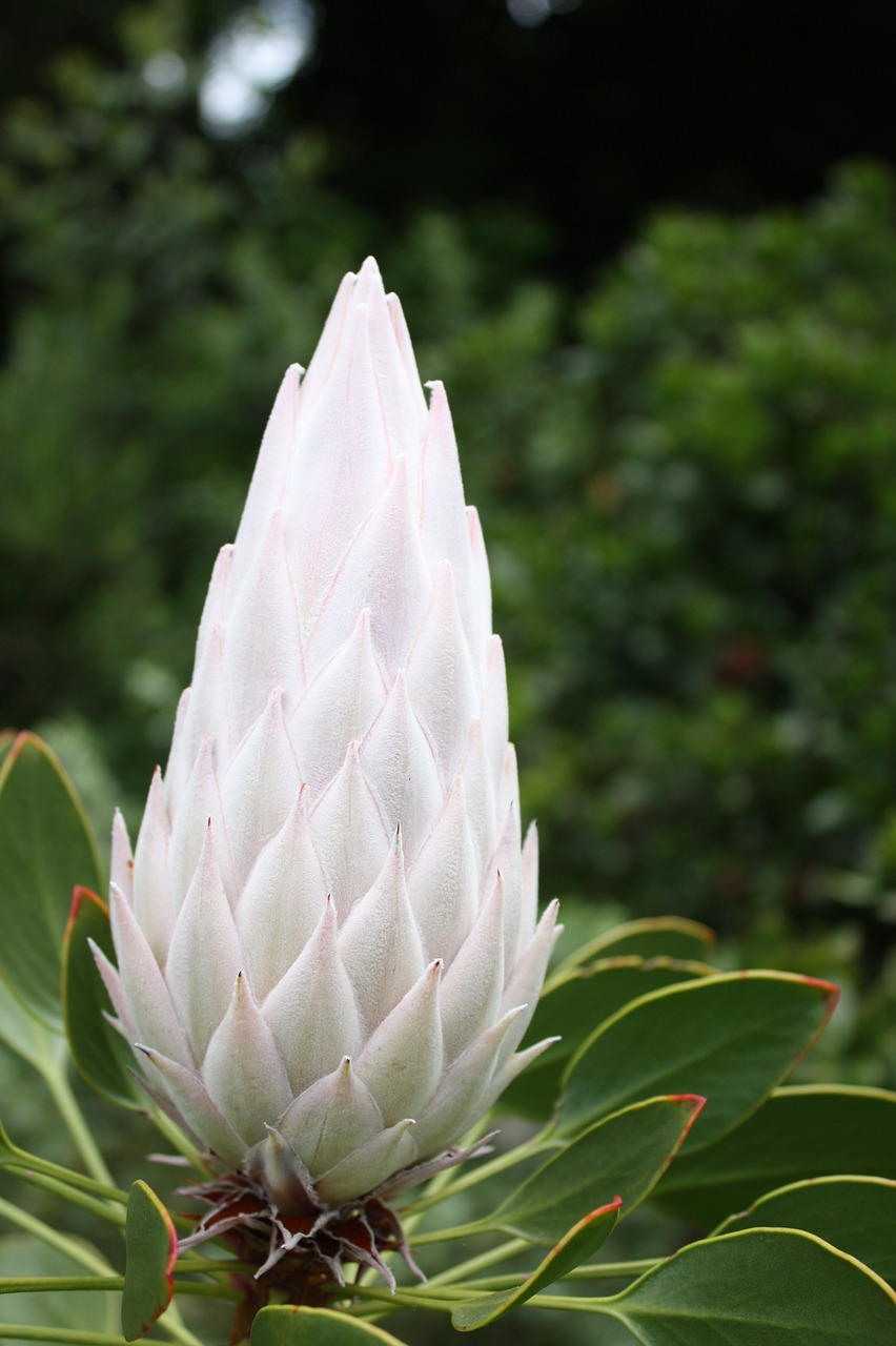 Image - south africa cape town kirstenbosch