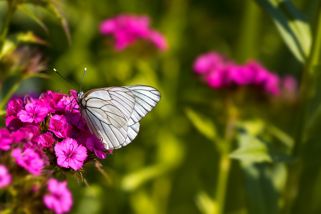 Image - tree white ling butterfly white ling