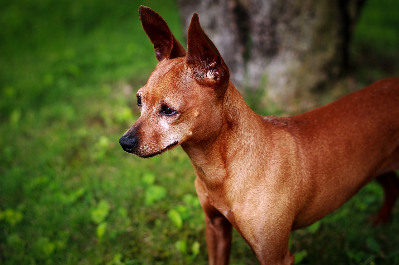 Image - look dog pet animal muzzle