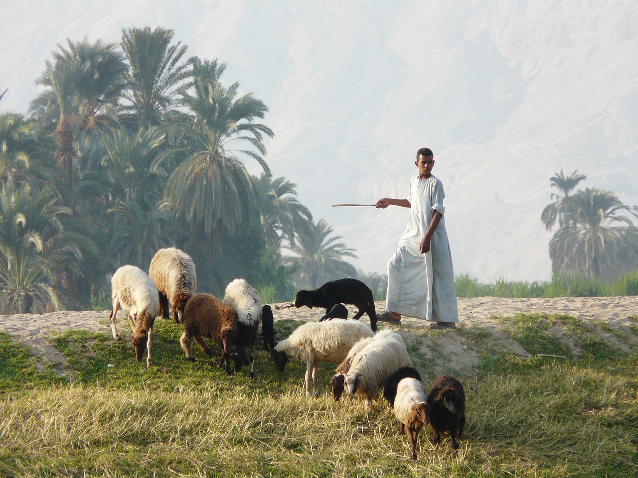 Image - shepherd flock luxor egypt