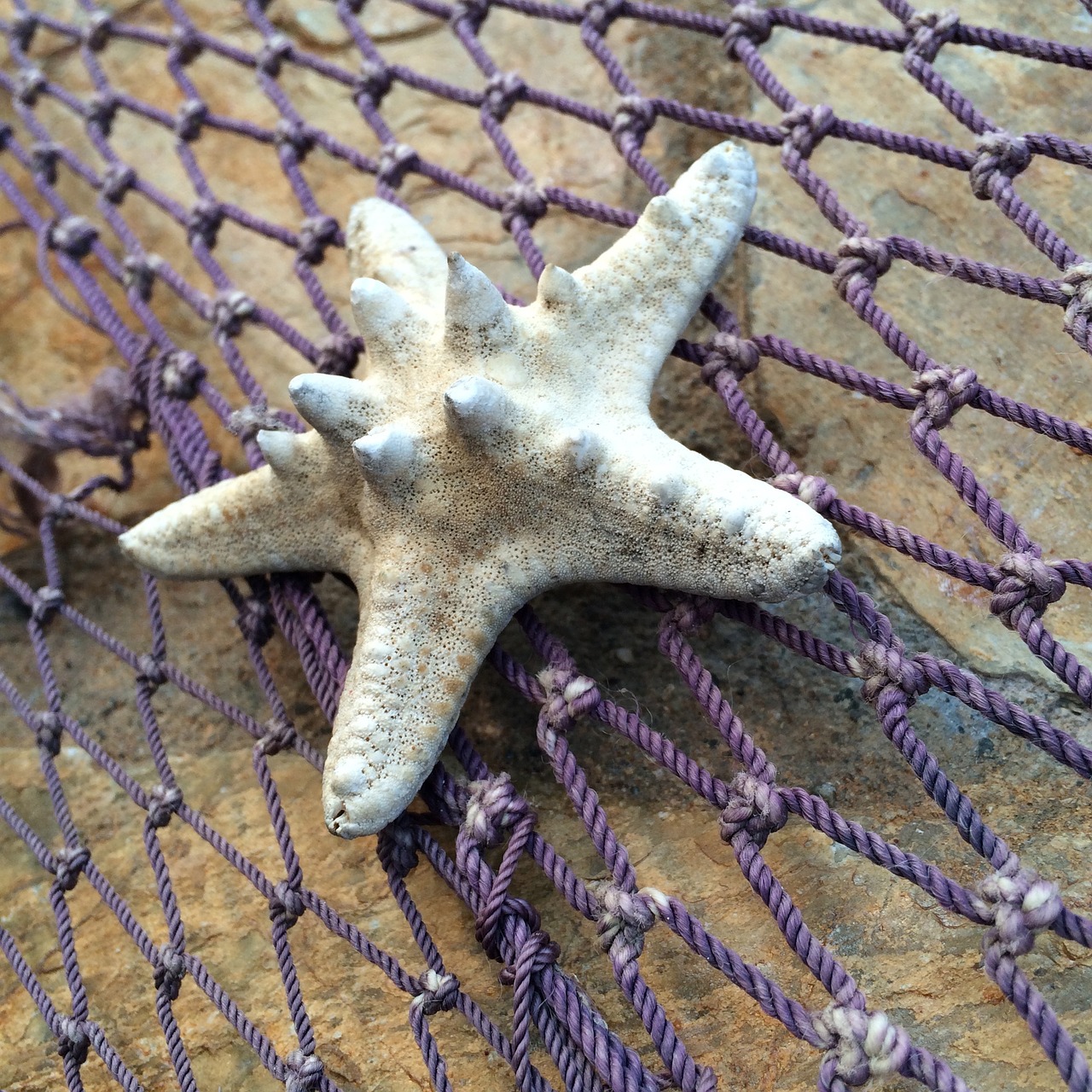 Image - starfish fishing net marine