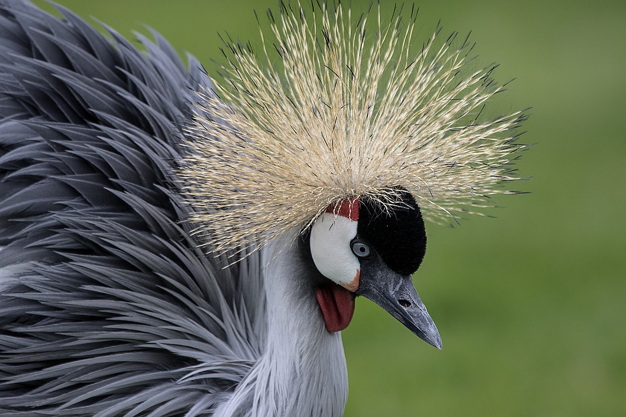 Image - grey necked crowned crane bird