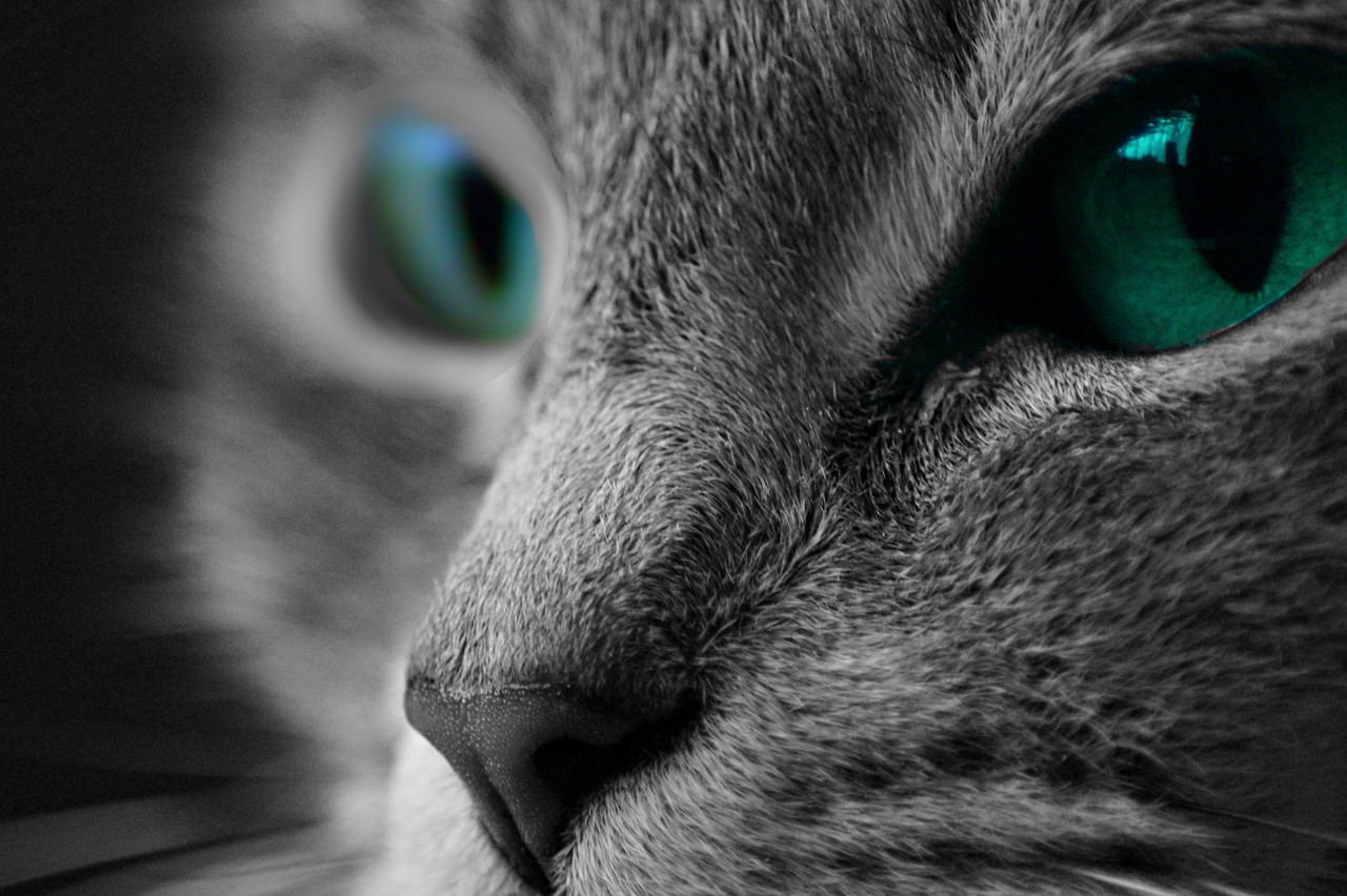 Image - cat macro macro photography kitten