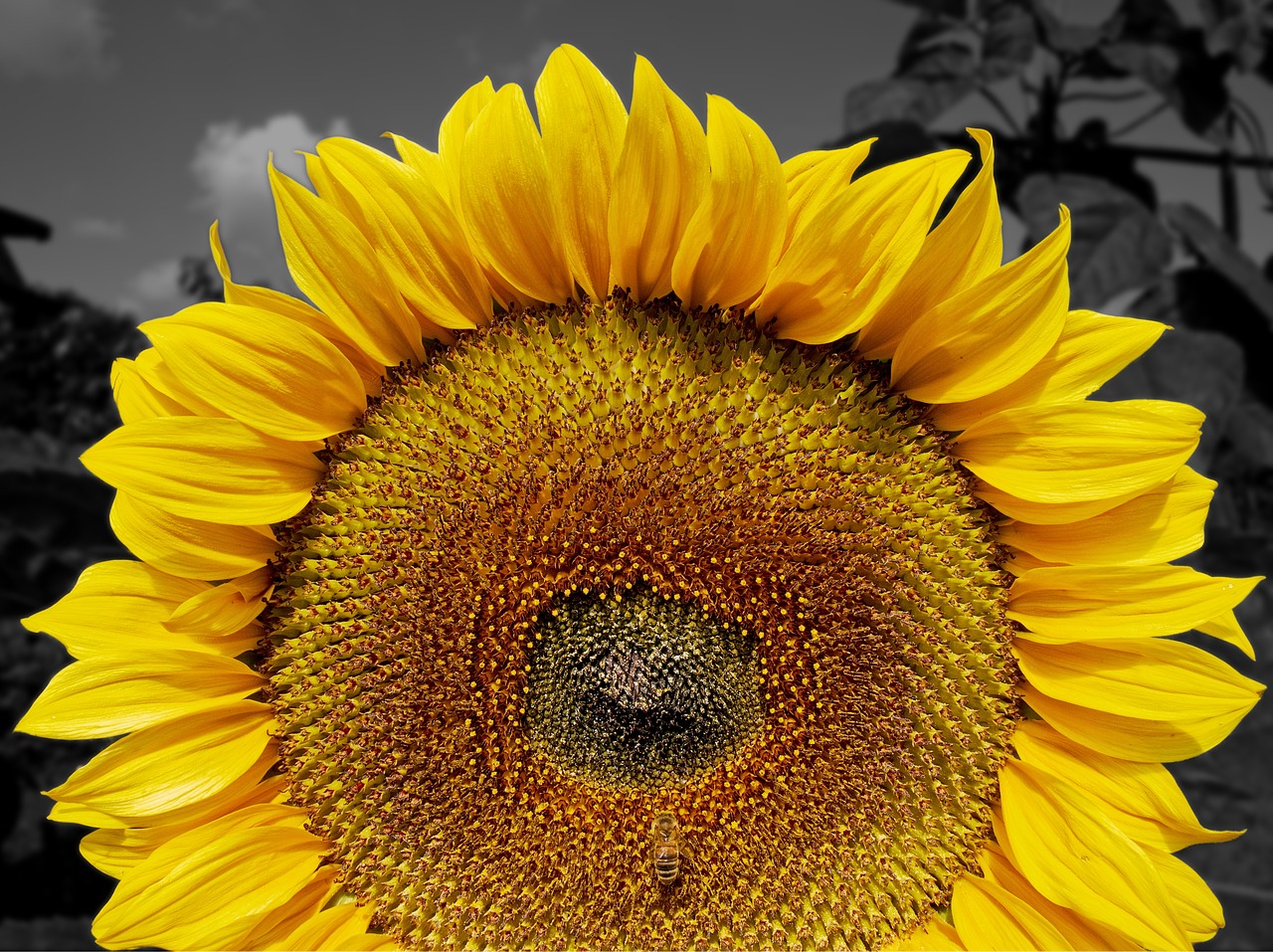 Image - sunflower summer sun flower