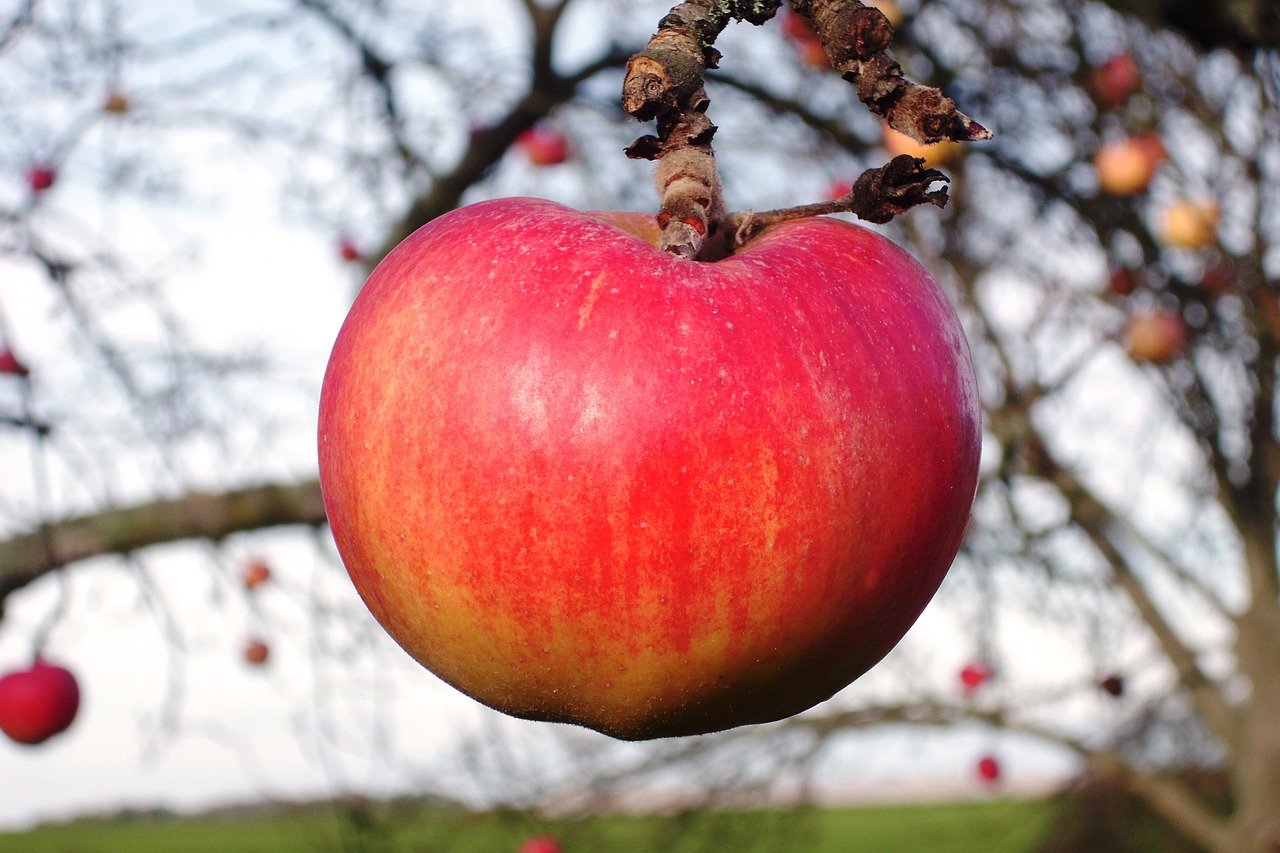 Image - apple fruit tree apple tree fruits