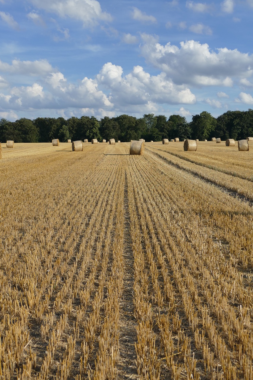 Image - nature hay bales arable cereals