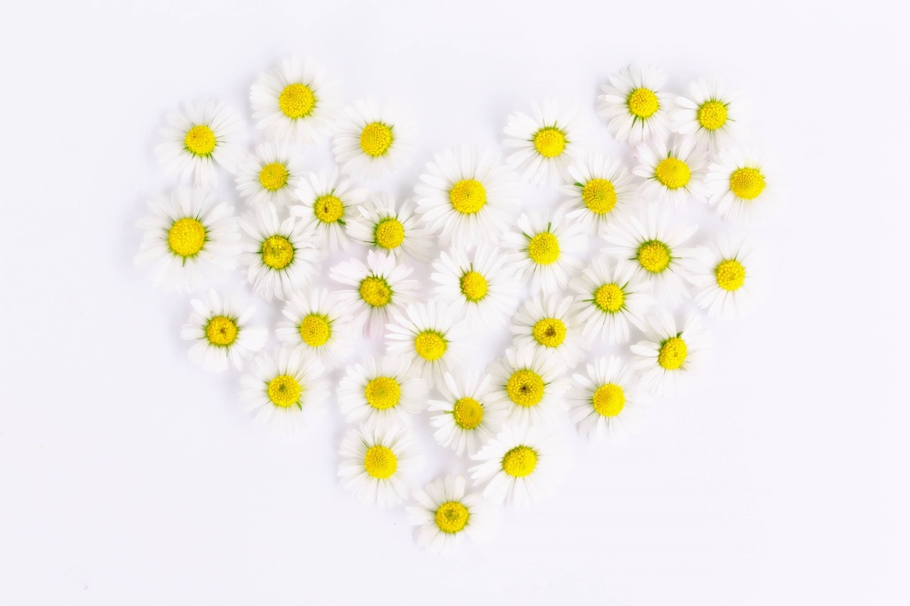 Image - daisy heart daisy heart love