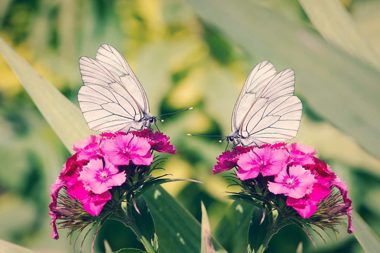 Image - tree white linge butterflies