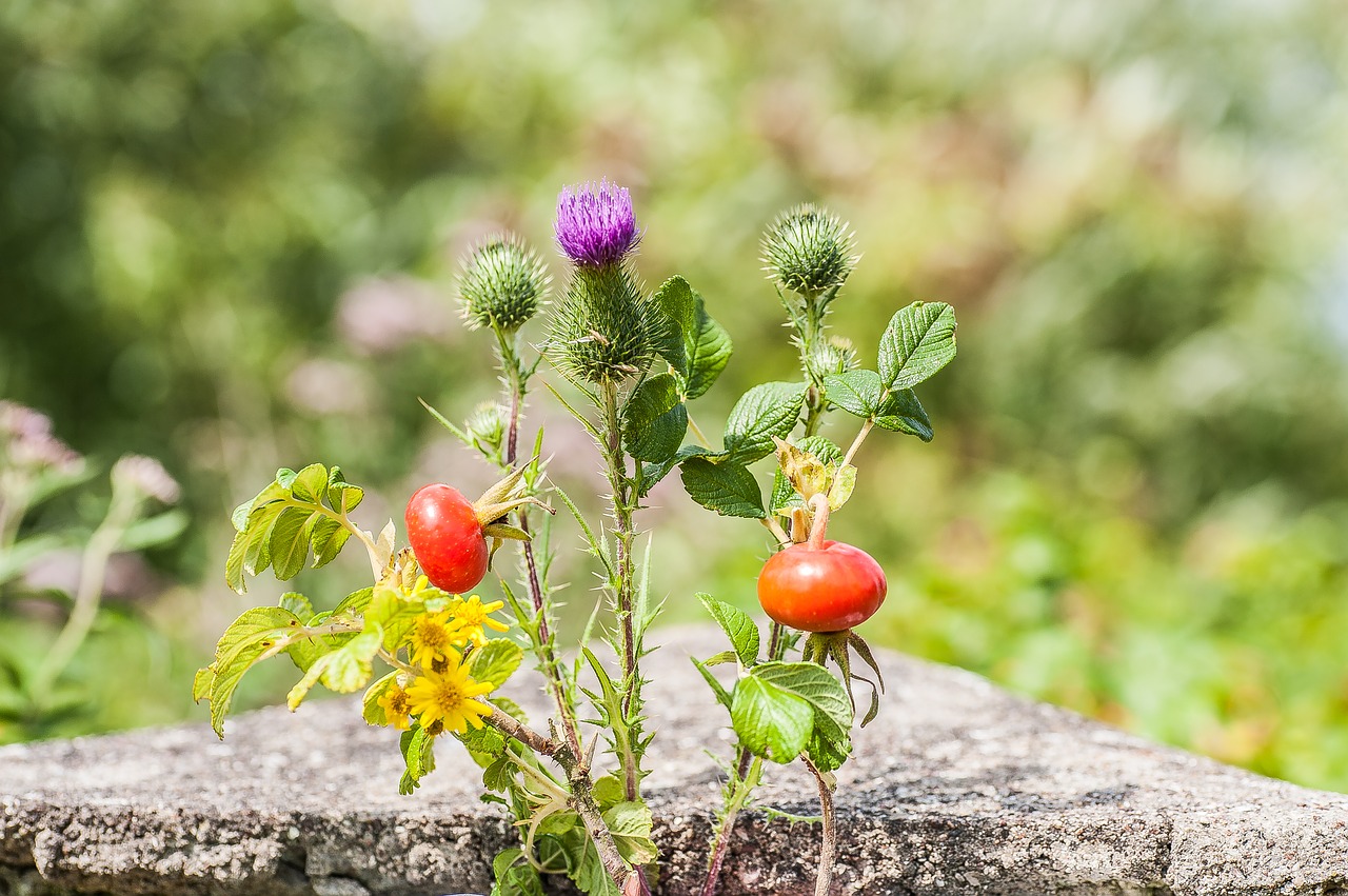 Image - wild flowers rose hip diestel red
