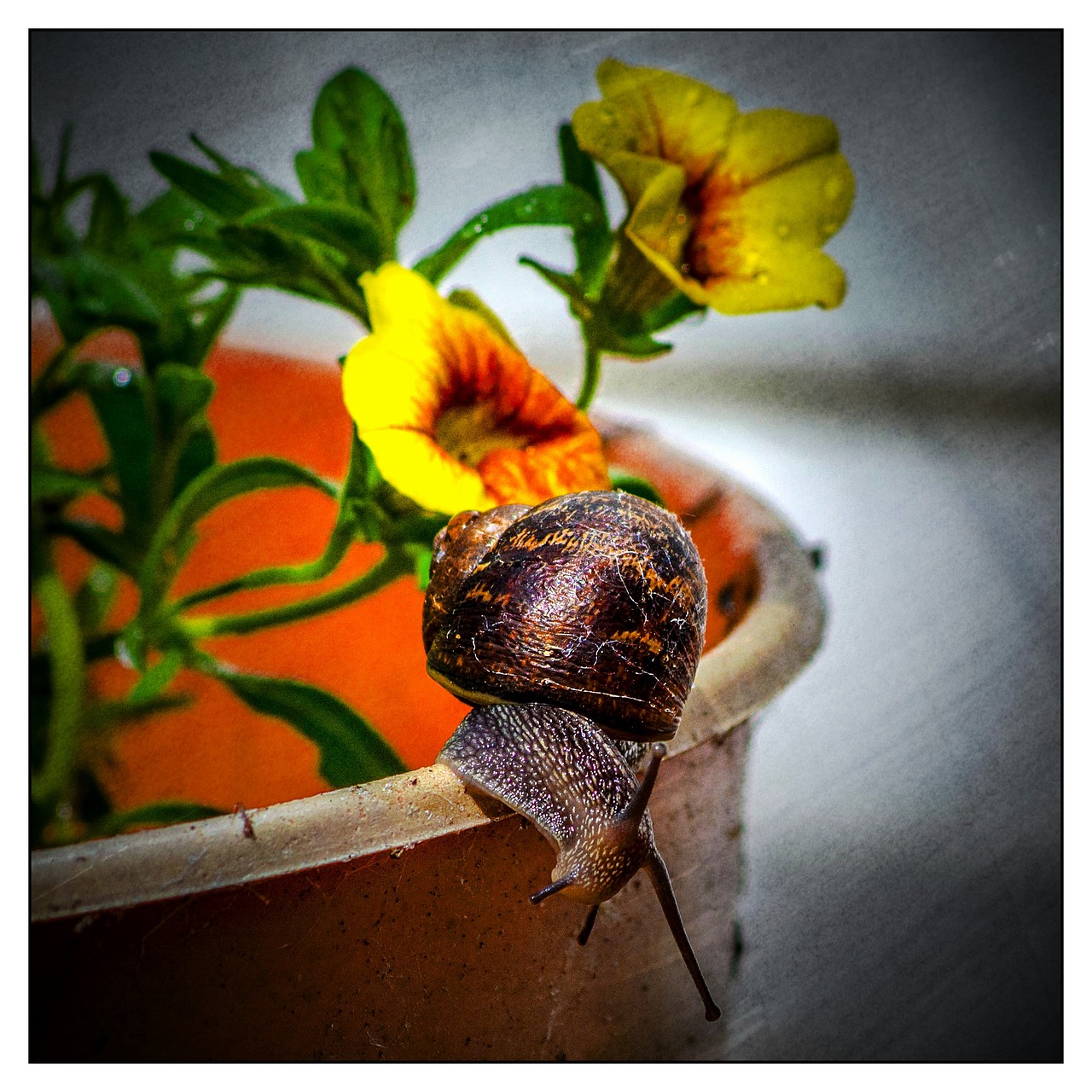 Image - snail flower pot garden summer