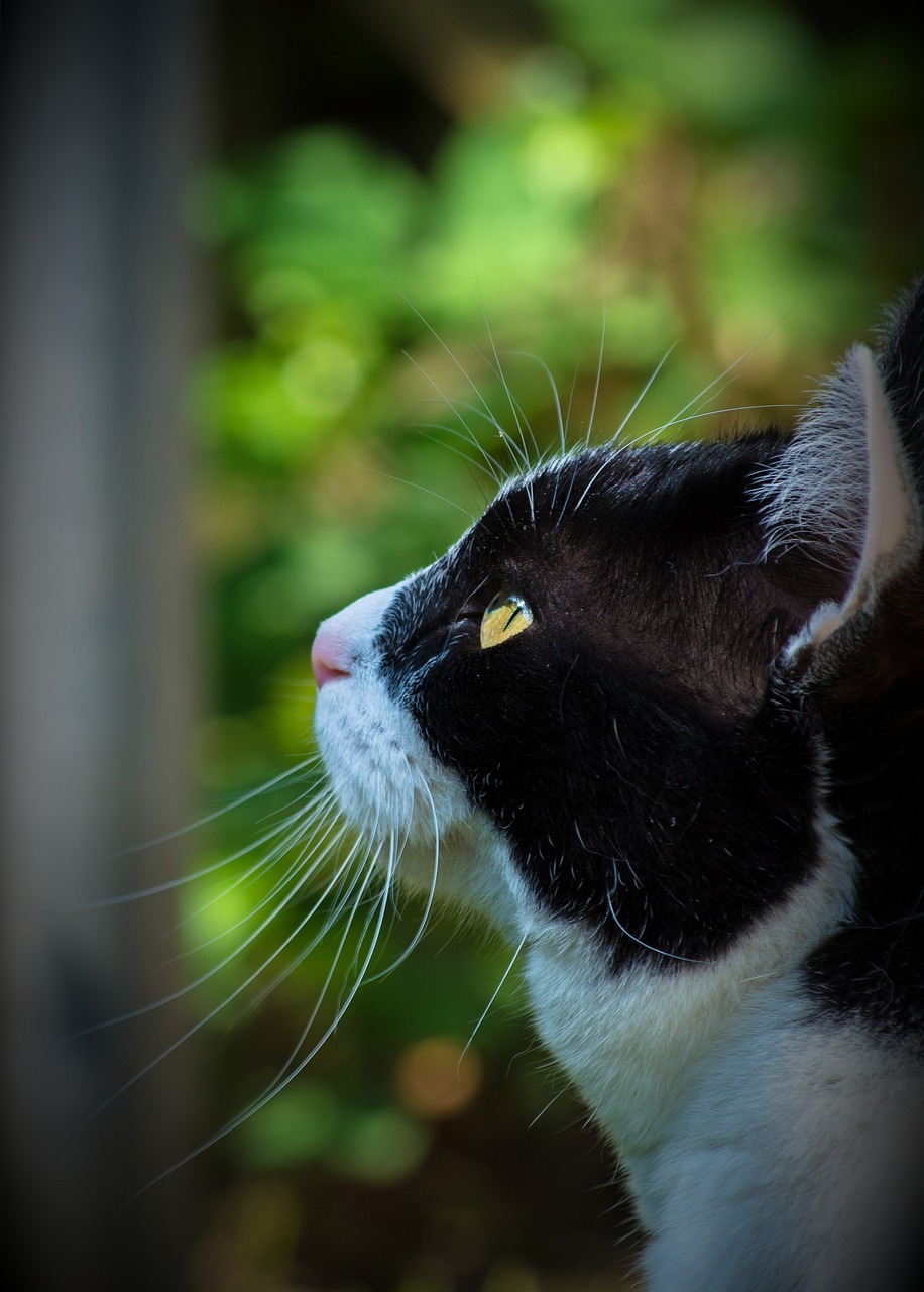 Image - feline cat pet domestic black