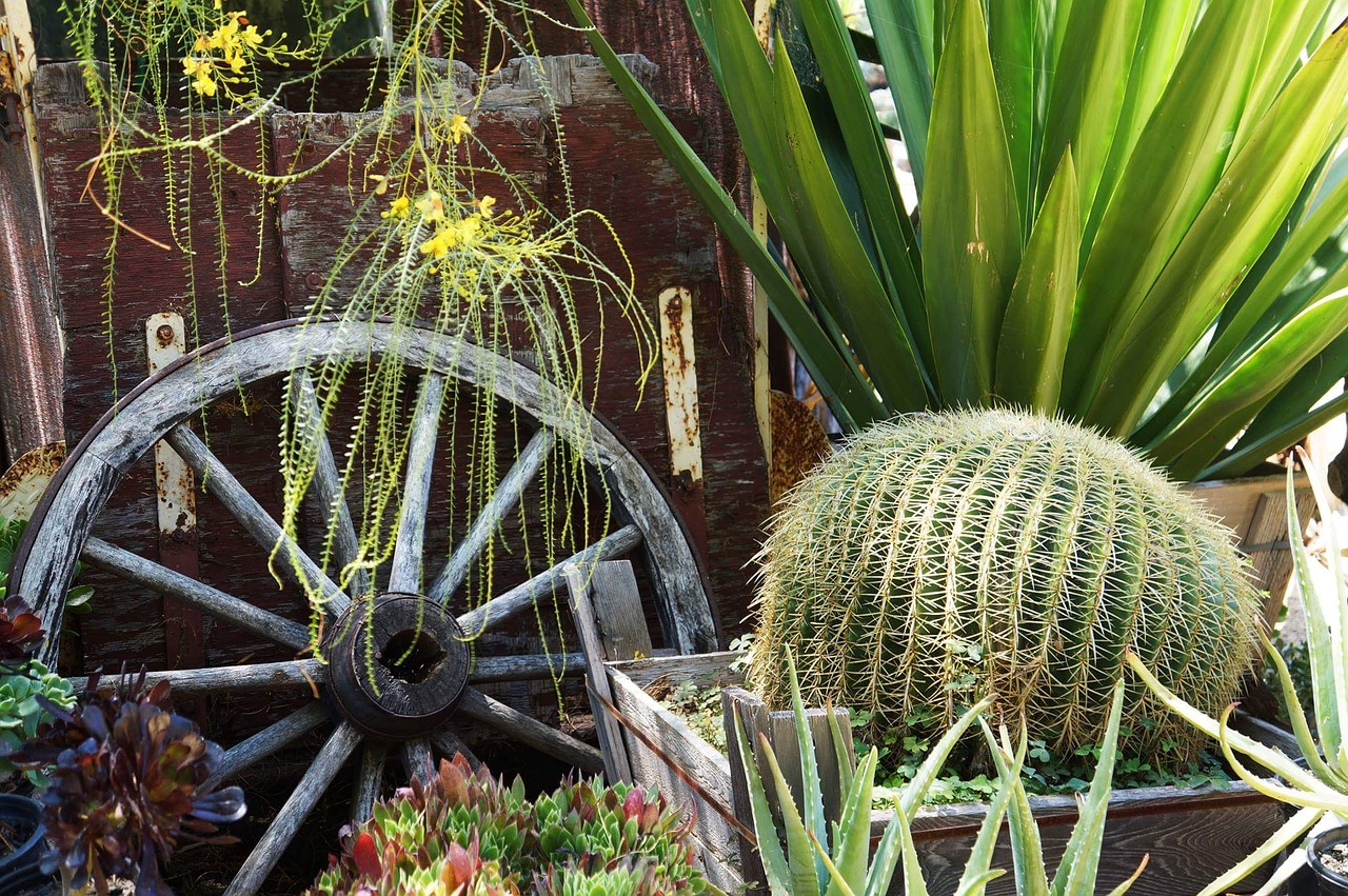 Image - nursery plants cactus green