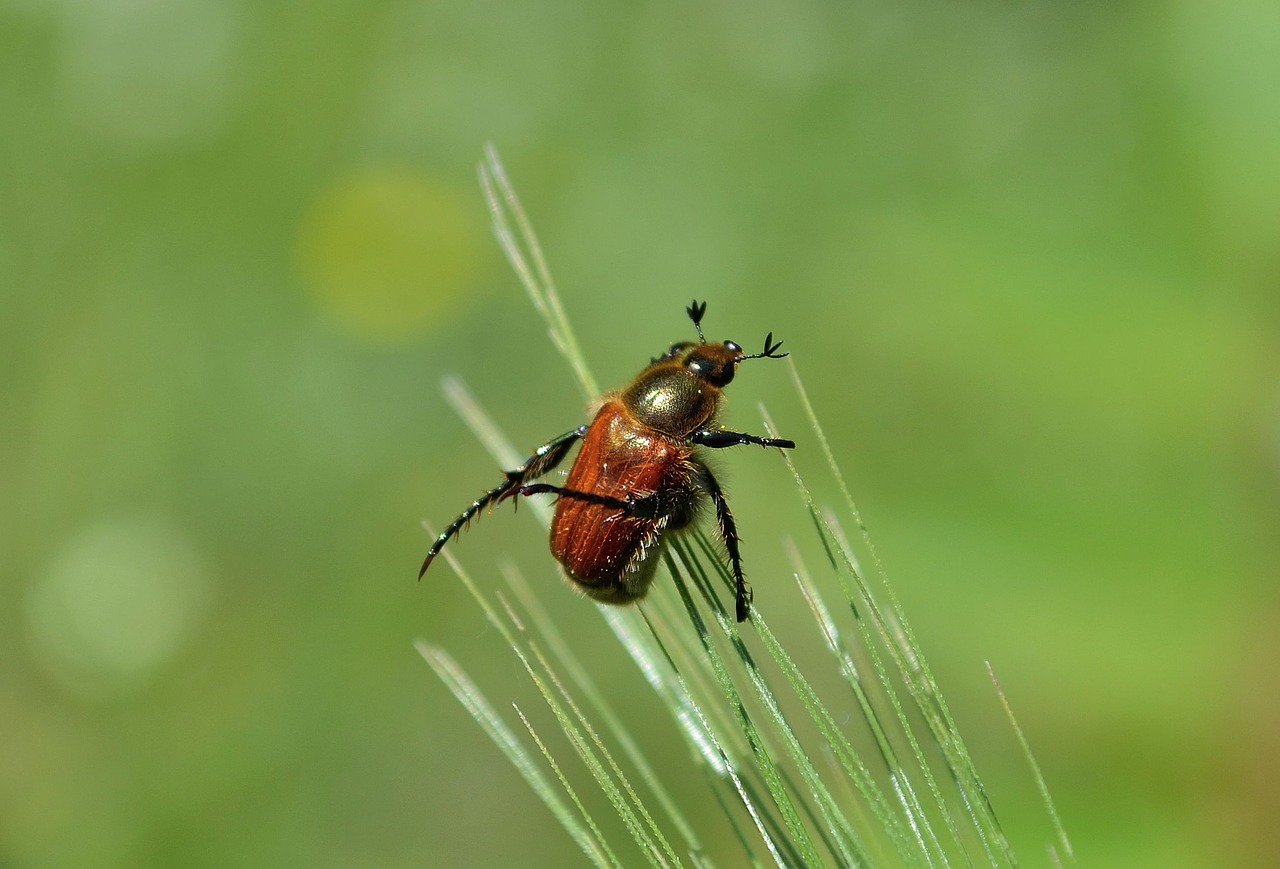 Image - beetle grass beetle perched on grass