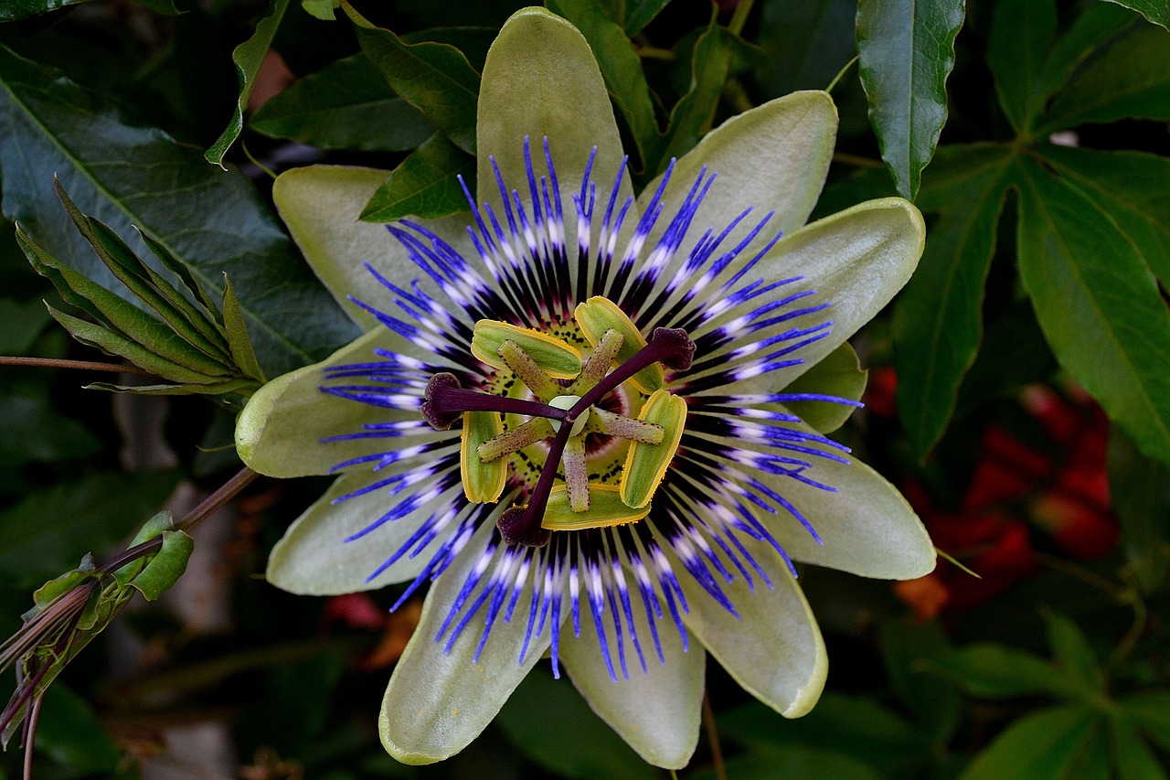 Image - passionflower color exotic bush