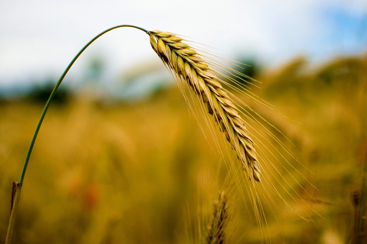 Image - rye cereals wheat nature grain