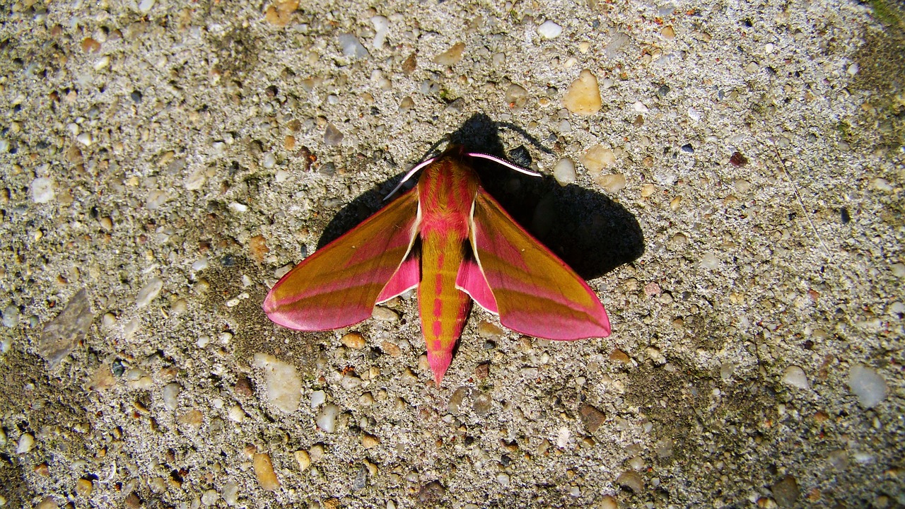 Image - butterfly slumber insect animal