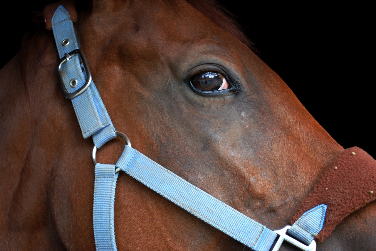 Image - horse eye animal brown bridle