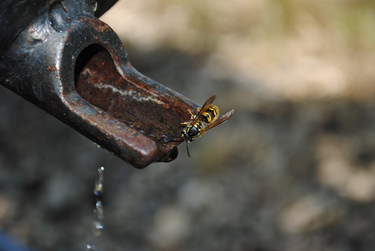 Image - water wasp faucet nature