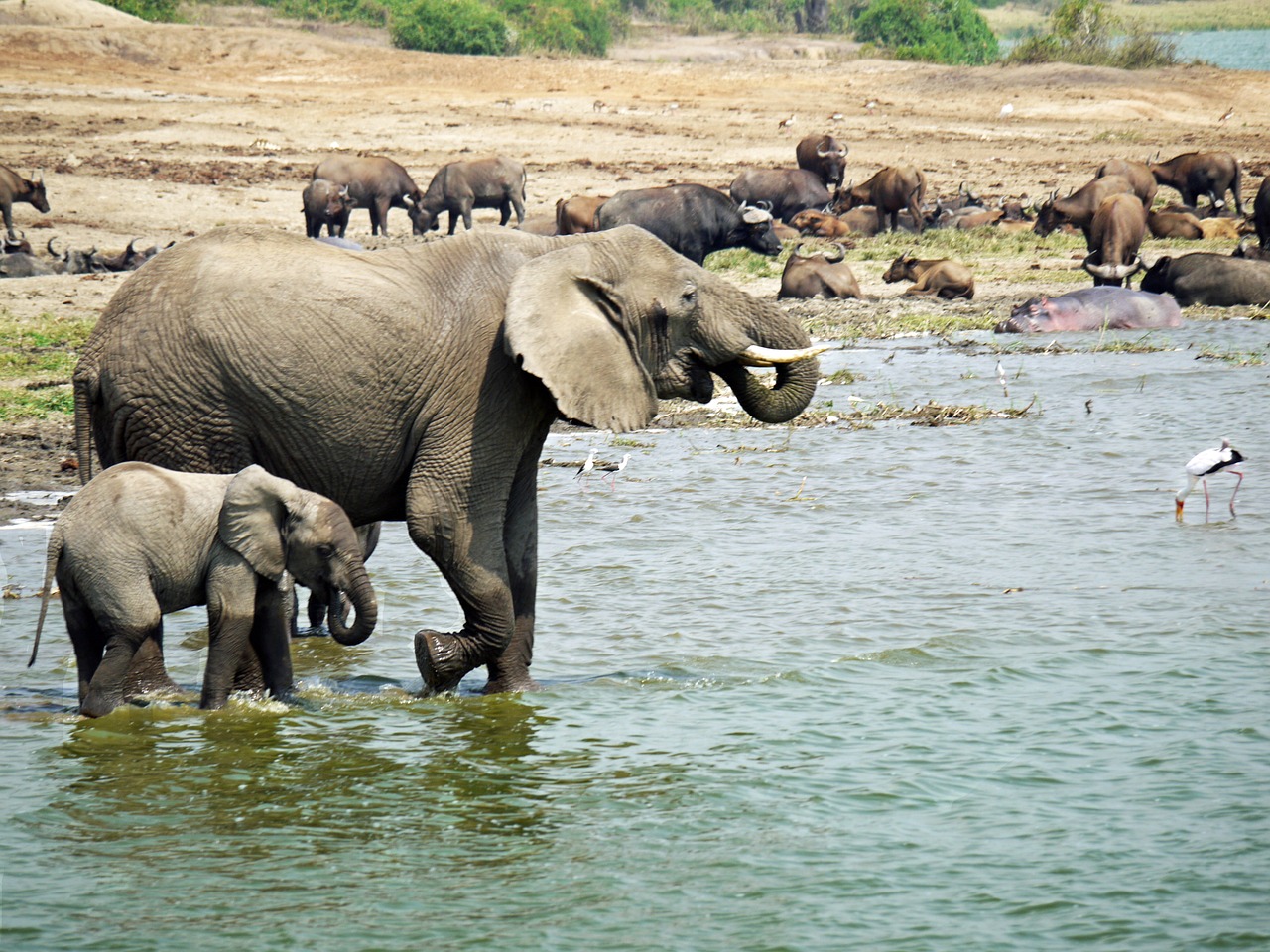 Image - elephant uganda joy water animals