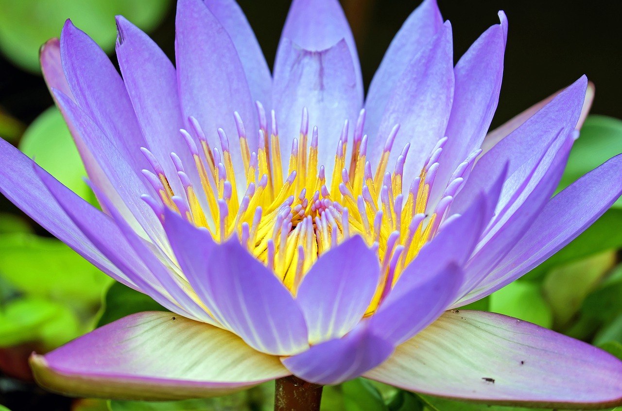 Image - water lily flower flowers purple