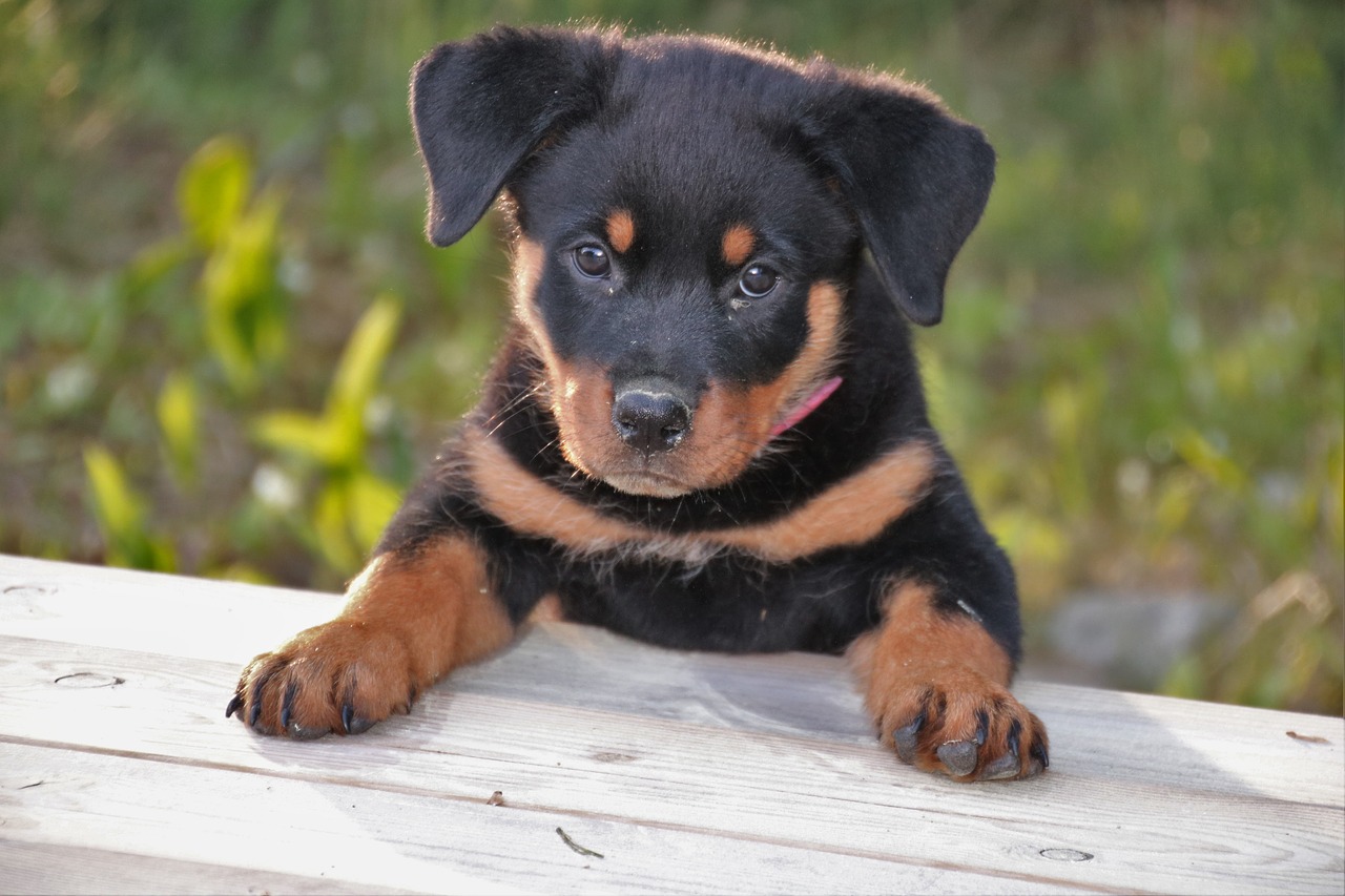 Image - rottweiler puppy dog pet cute