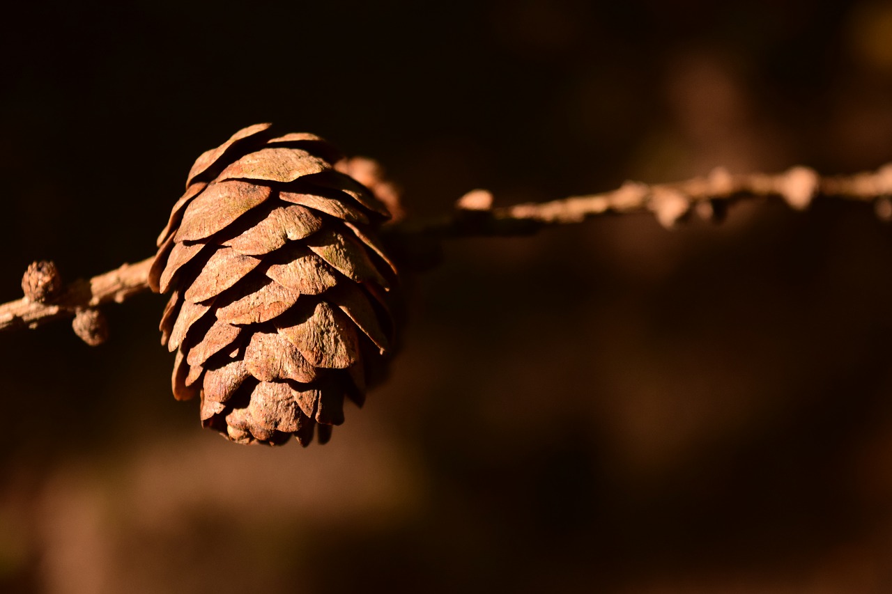 Image - tap pine cones close background