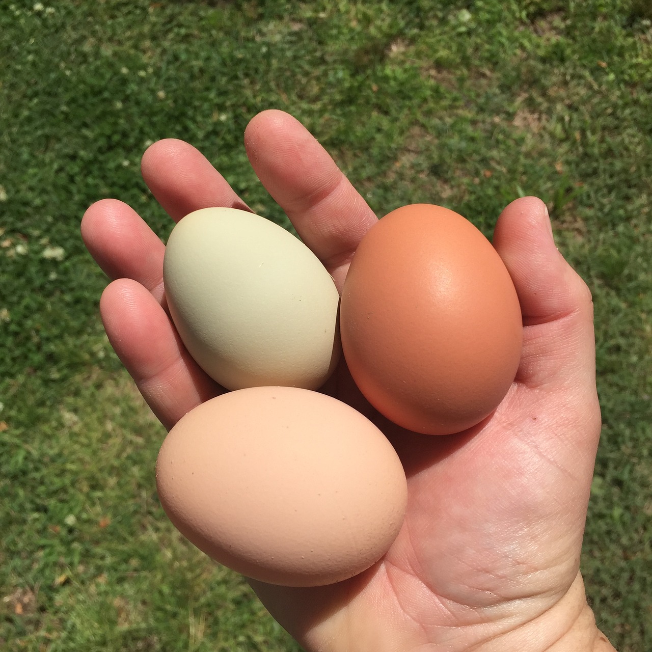 Image - eggs chickens backyard chickens