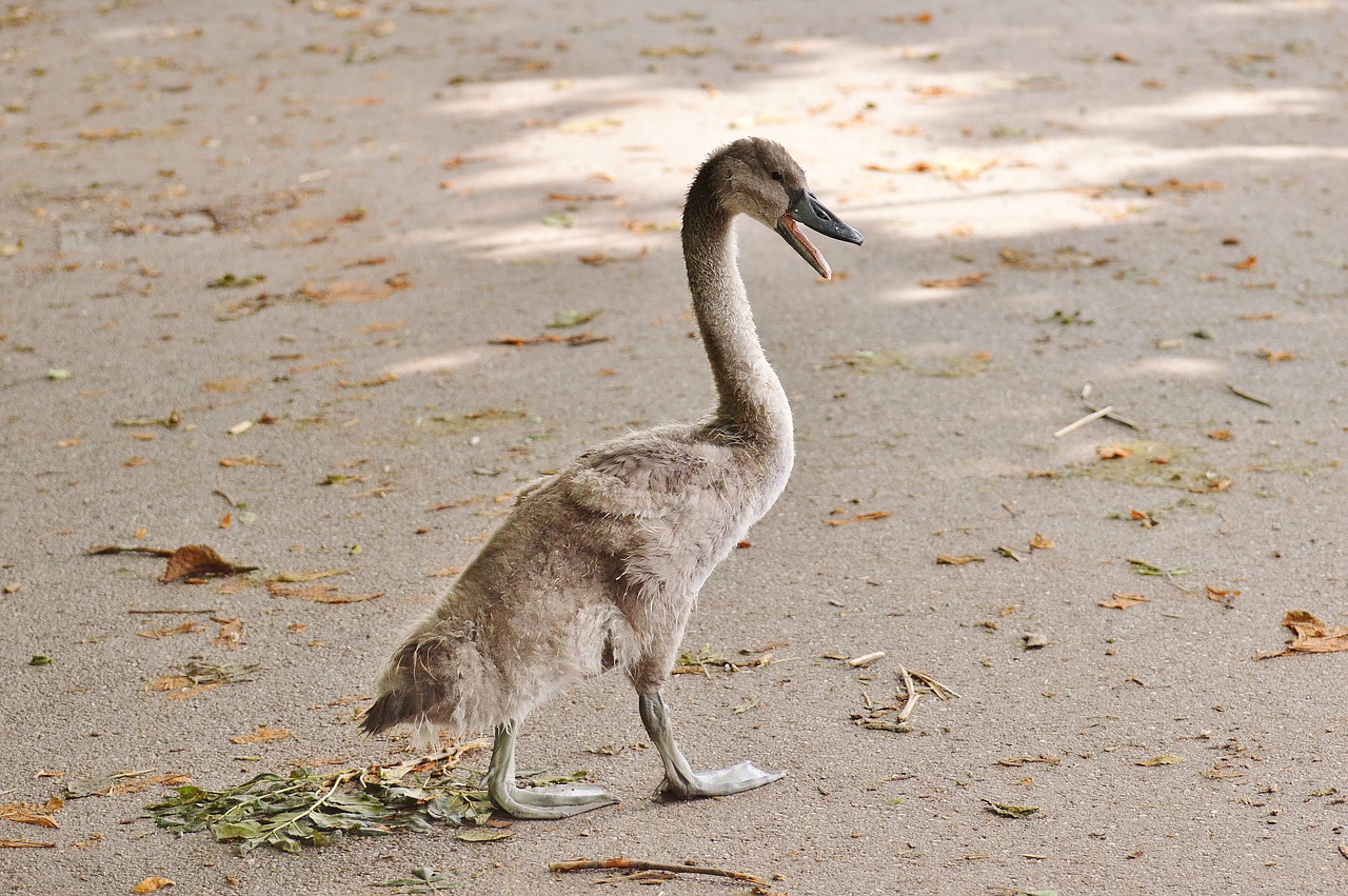 Image - swan young animal bird run away