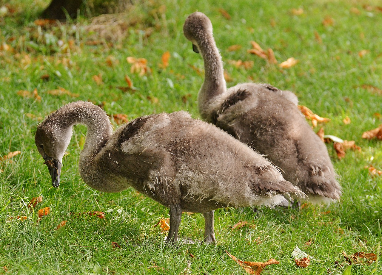 Image - swans young animals birds meadow