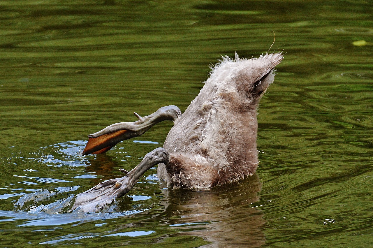 Image - swan young animal diving